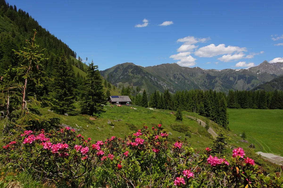 Hüttschlag: Hirschgrubenalm
