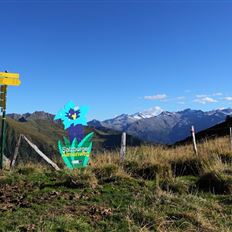 Grossarl: Bichlalm - Remsteinkopf - Filzmooshöhe - Filzmoosalm