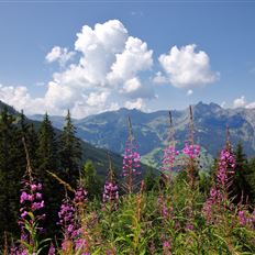 Großarltal: 3-Tages-Wanderung Weißalm bis Gerstreitalm