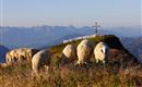Schafe am Gipfel